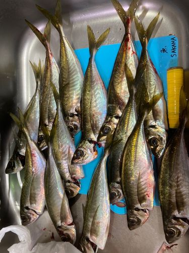 アジの釣果