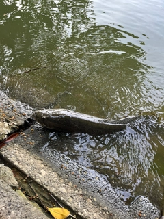 ライギョの釣果