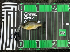 ブルーギルの釣果