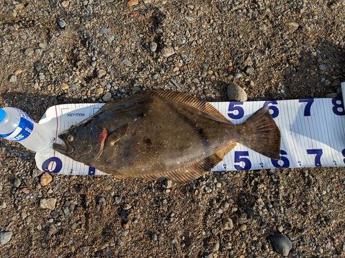 ヒラメの釣果