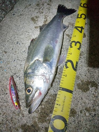 シーバスの釣果