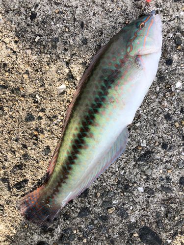 イトベラの釣果