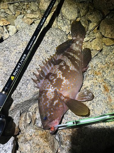 アコウの釣果