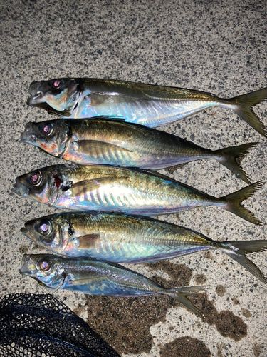 アジの釣果