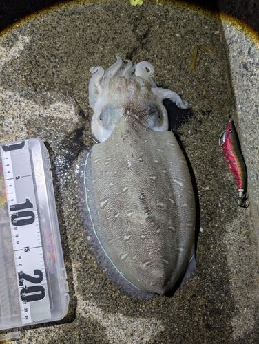 モンゴウイカの釣果