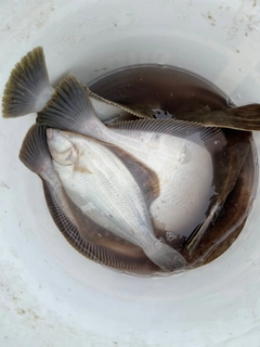 カレイの釣果