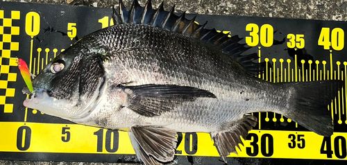 クロダイの釣果