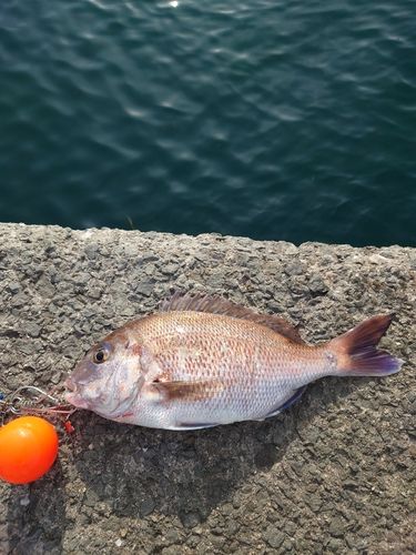 釣果