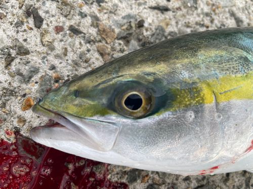 ハマチの釣果