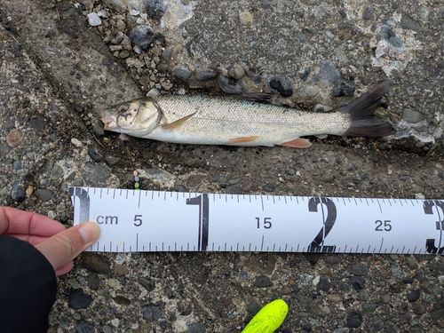 ウグイの釣果