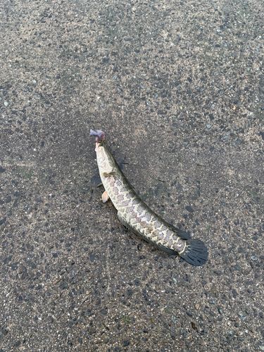 ライギョの釣果