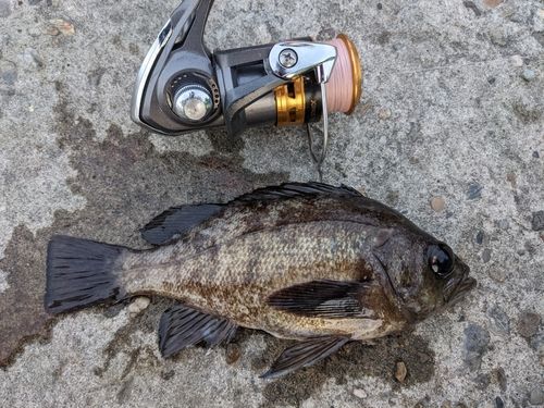 メバルの釣果