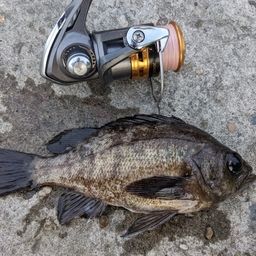 メバル