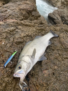 ヒラスズキの釣果