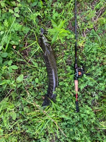 ライギョの釣果