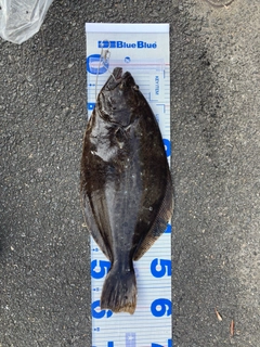 ヒラメの釣果