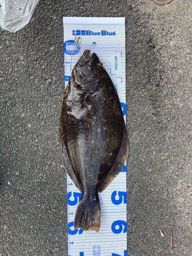 ヒラメの釣果