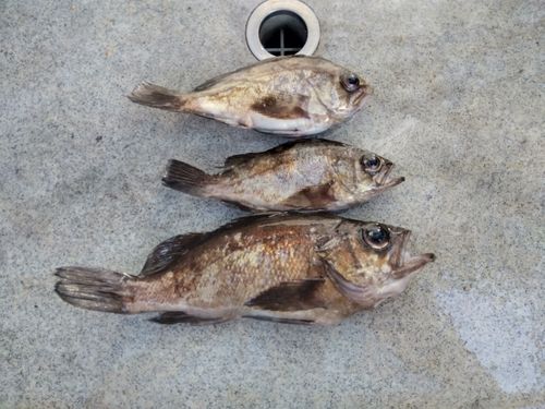 メバルの釣果