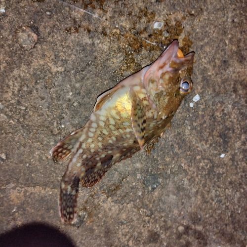 カサゴの釣果
