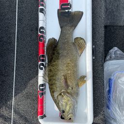 スモールマウスバス