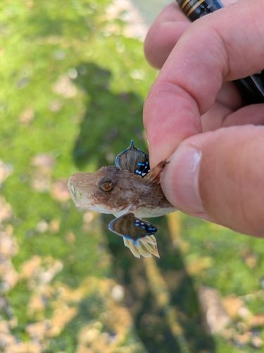 ホウボウの釣果