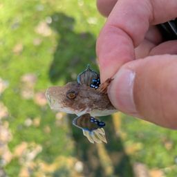ホウボウ