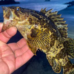 タケノコメバル