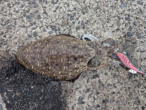 モンゴウイカの釣果