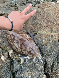 モンゴウイカの釣果