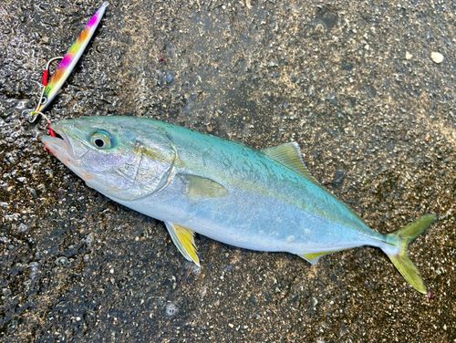 ツバイソの釣果