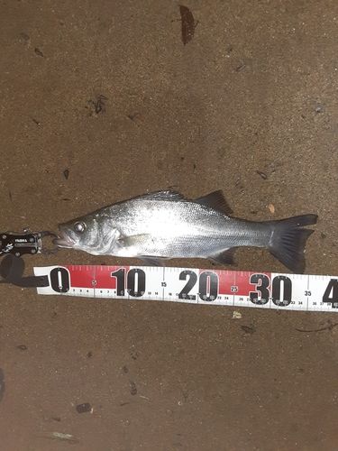 セイゴ（ヒラスズキ）の釣果