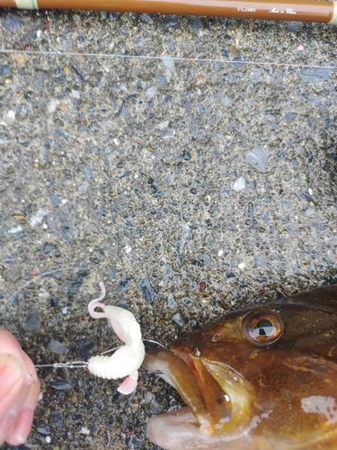 アイナメの釣果