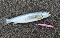 アメマスの釣果