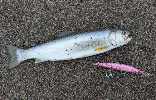 アメマスの釣果