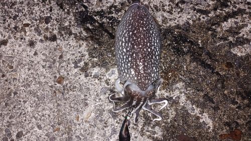 シリヤケイカの釣果