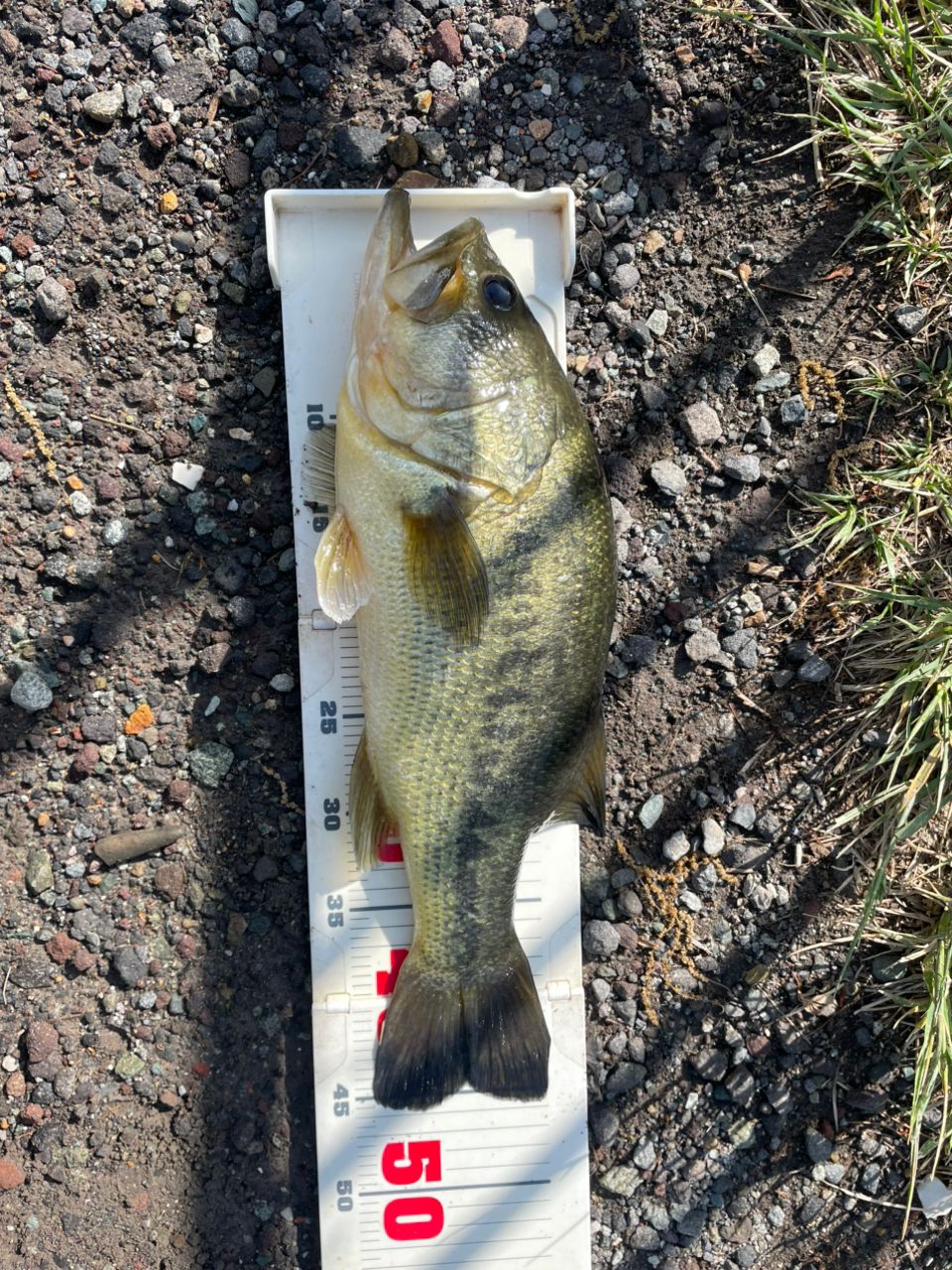 ラージマウスバス