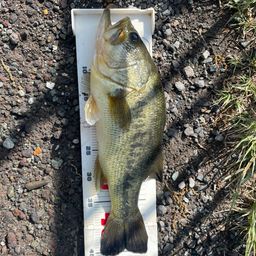 ラージマウスバス