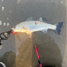 セイゴ（ヒラスズキ）