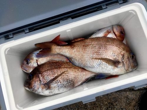 マダイの釣果