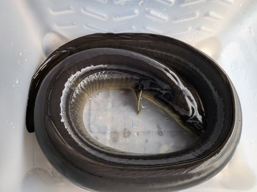 ニホンウナギの釣果