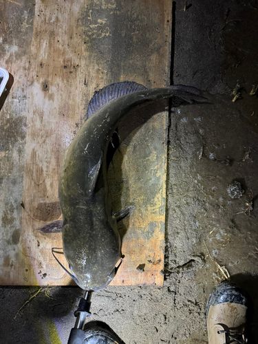 アメリカナマズの釣果