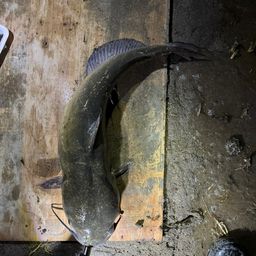 アメリカナマズ