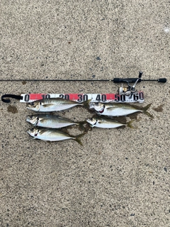 アジの釣果