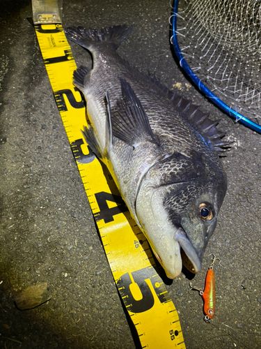 クロダイの釣果