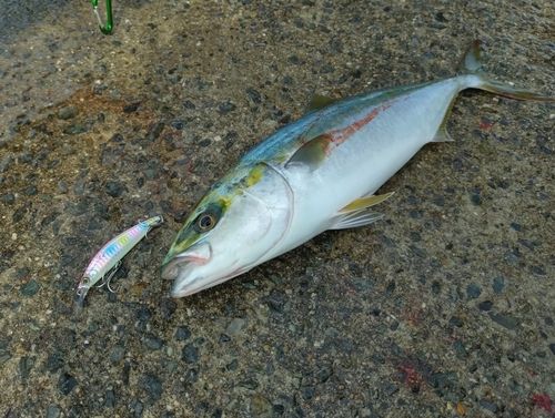 ハマチの釣果