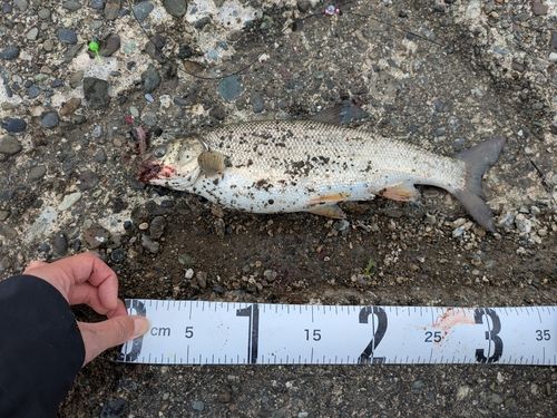 ウグイの釣果