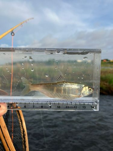 オイカワの釣果