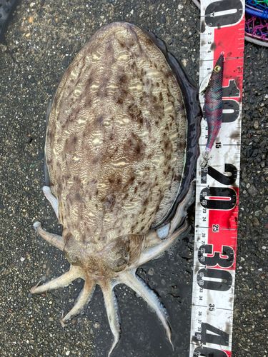 コウイカの釣果