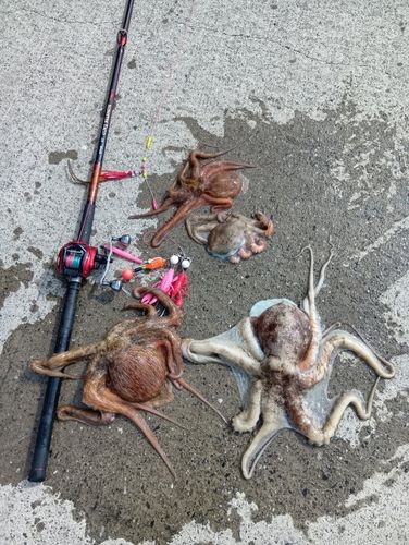 タコの釣果