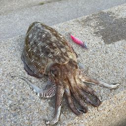 コウイカ